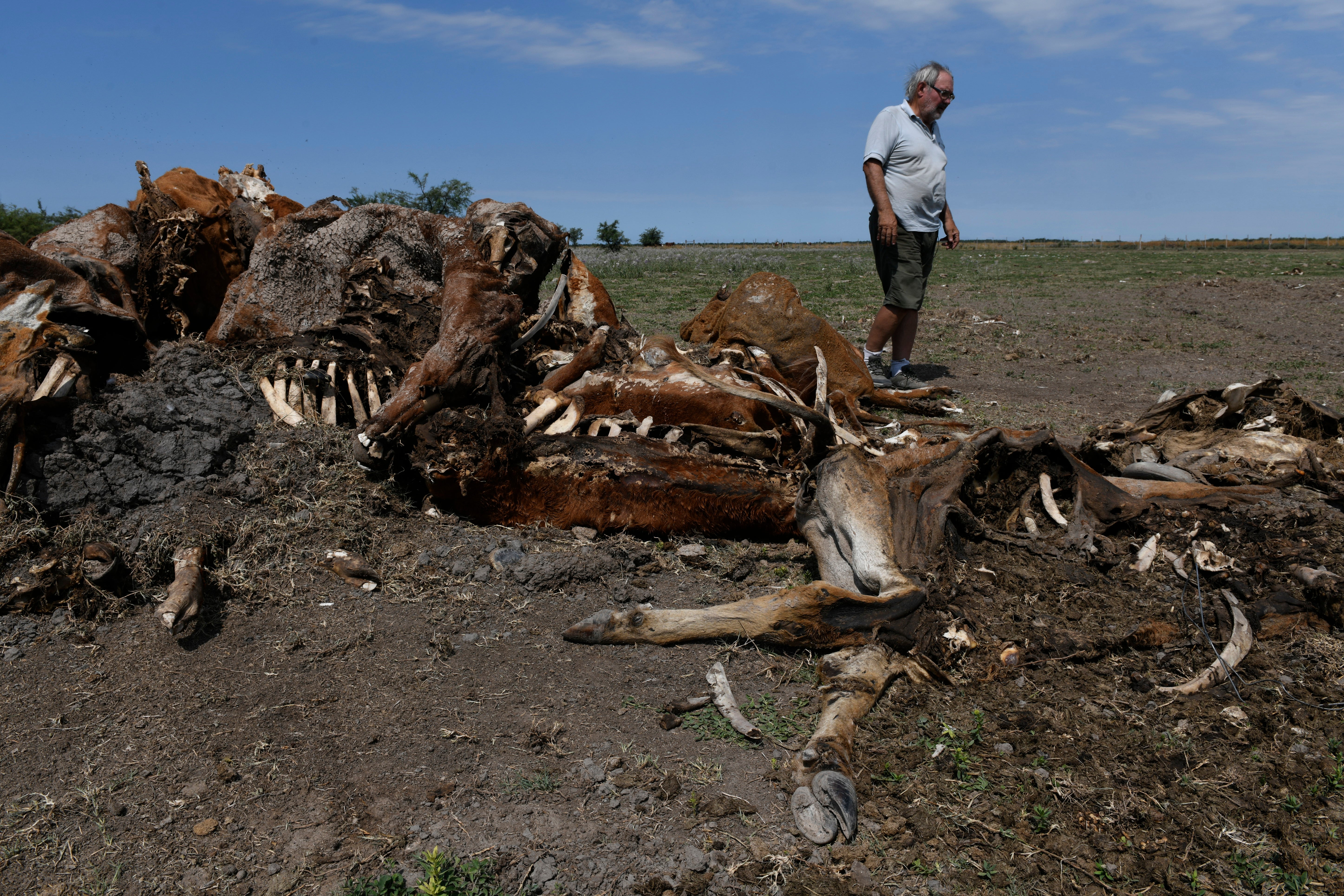 A farmer stands near the corpses of cows that died in his fields in Santa Fe Province, Argentina, on January 18, 2023.  (Photo: Gustavo Garello, AP)