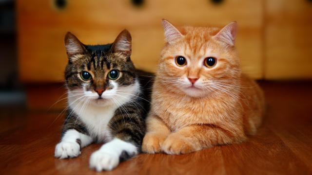 Scientists Watched Hours of Cat Videos to Learn Something New About Kitty Behaviour
