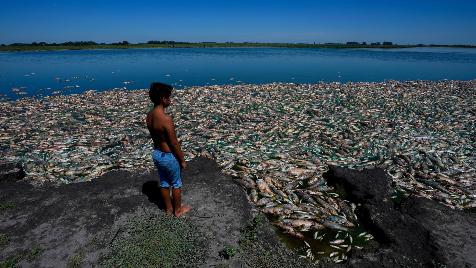 A boy stands on the bank of the Salado River in Buenos Aires Province looking at the dead fish on January 22, 2023. (Photo: Natacha Pisarenko, AP)