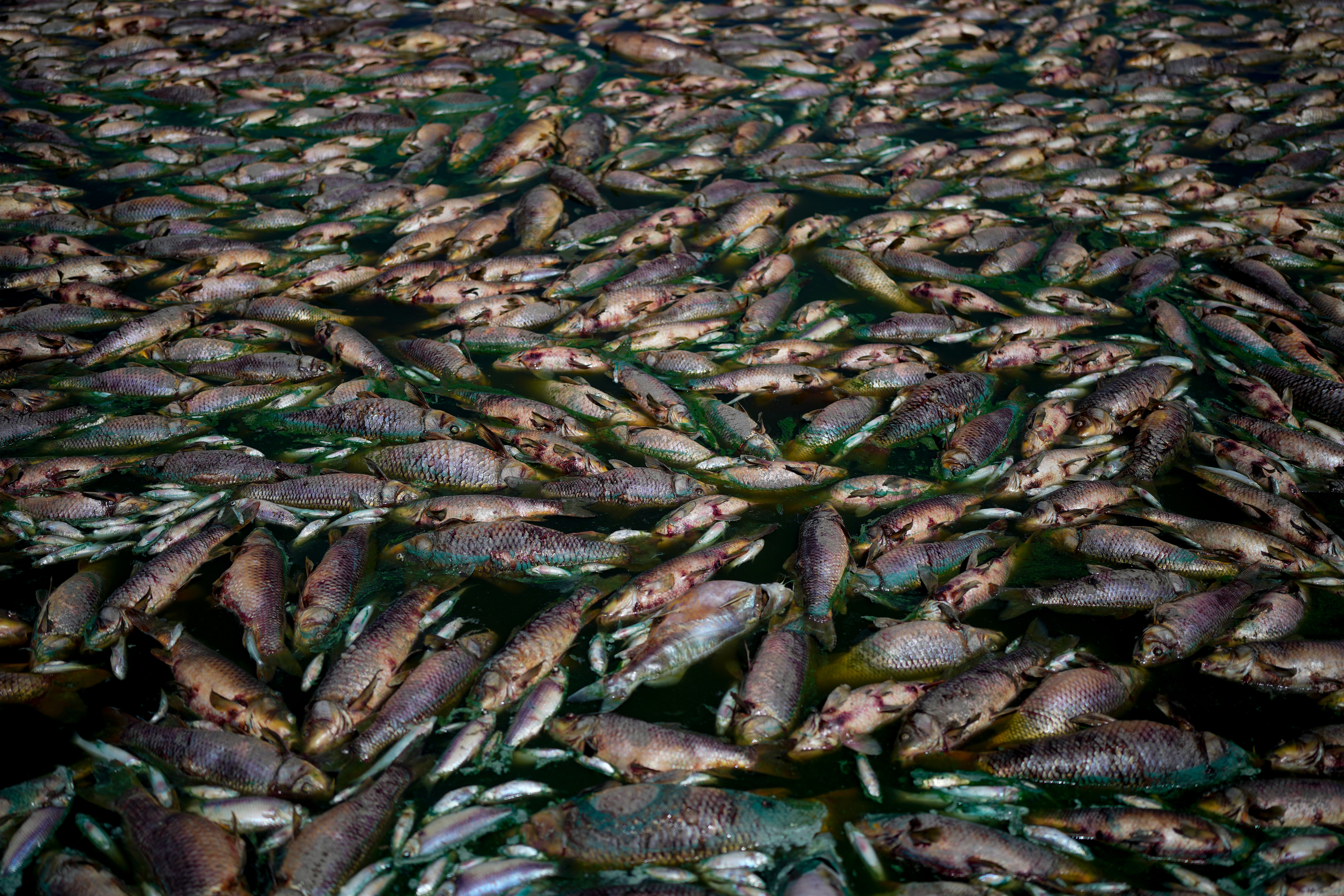 Dead fish on the shore of the Salado river on January 22, 2023.  (Photo: Natacha Pisarenko, AP)