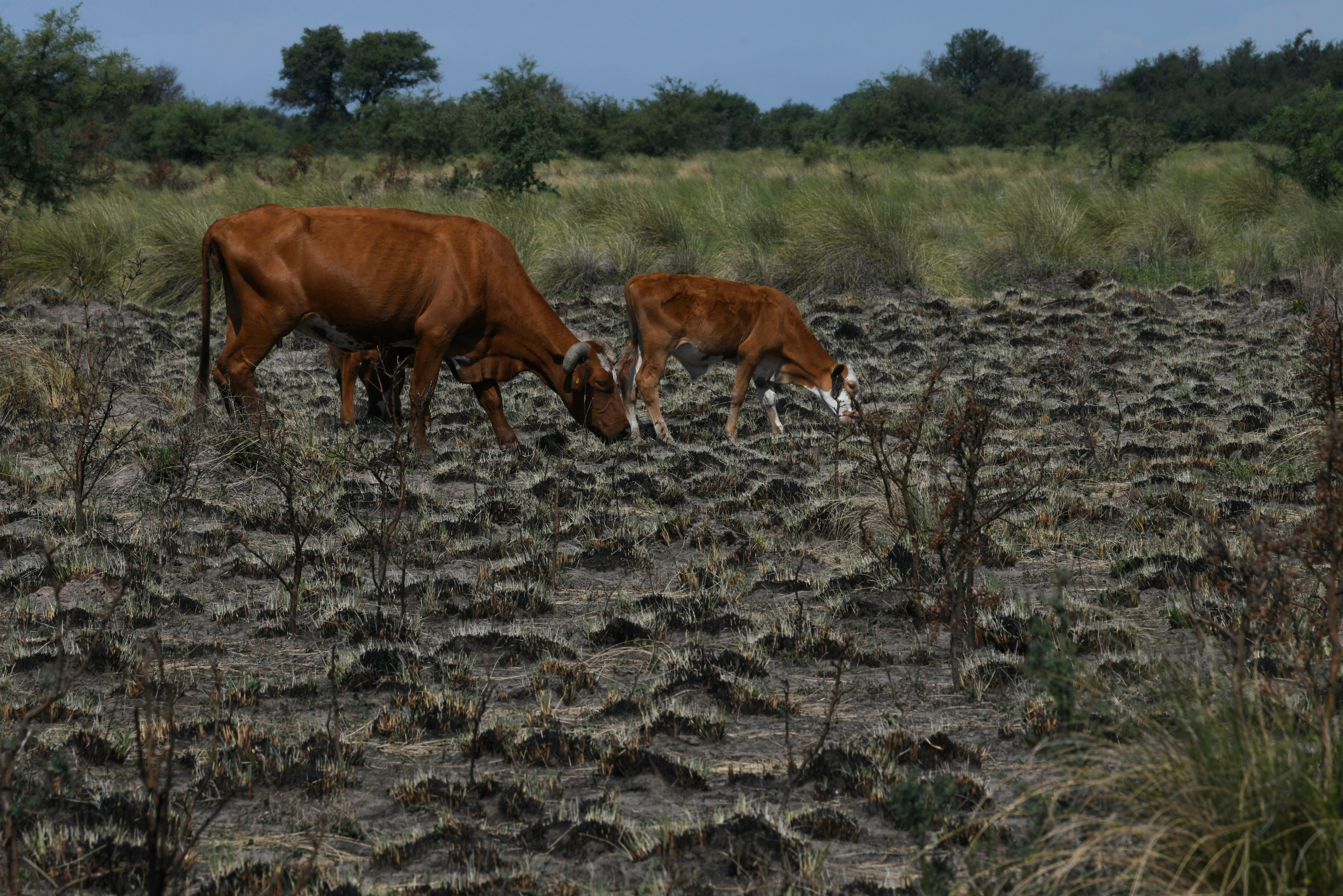 Cattle graze on a sparse field in Santa Fe province, Argentina, Wednesday, Jan. 18, 2023. (Photo: Gustavo Garello, AP)