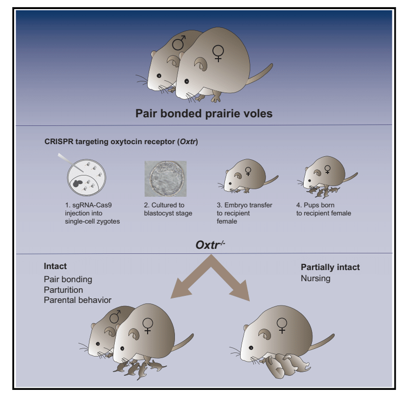 A graphical abstract of the team's work. (Graphic: Berendzen et al/Neuron)