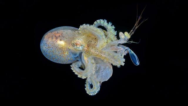 The Most Dazzling Ocean Photos of the Year