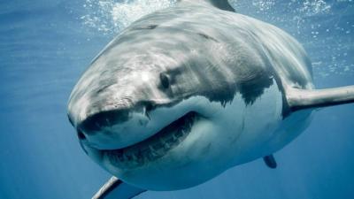 Food Blogger Fined Nearly $AU26,200 for Eating Great White Shark