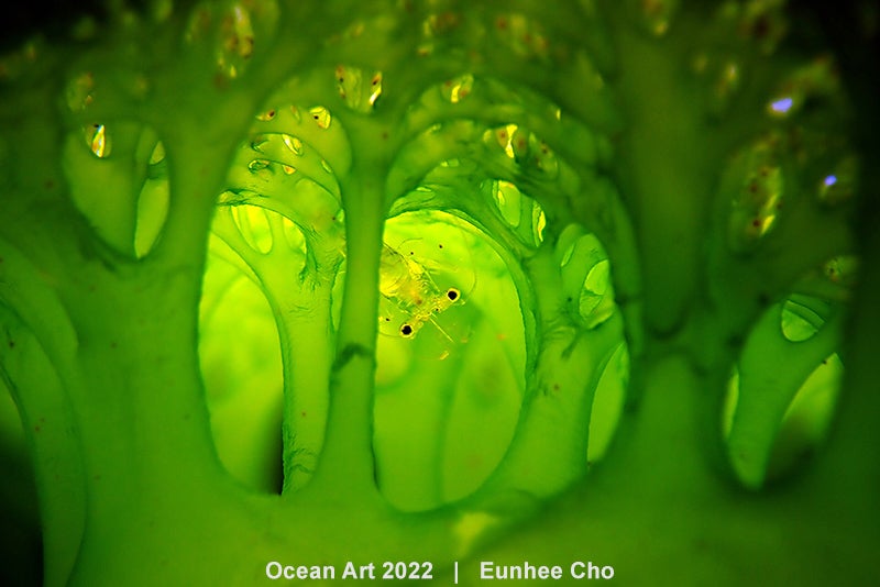 Photo: Eunhee Cho/Ocean Art