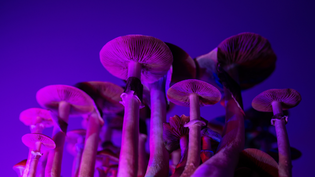 Australia’s Biggest Depression-Treating Psychedelics Trial Yet Will Start in 2023