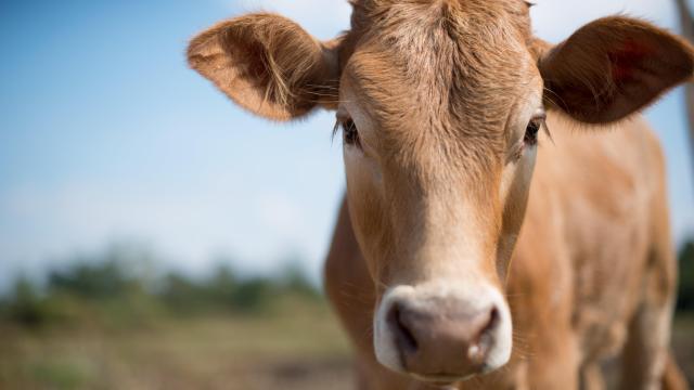 Case of Mad Cow Disease Reported in the Netherlands