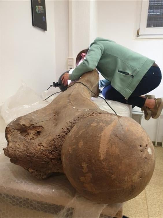 Gaudzinski-Windheuser studying the femur of an ancient elephant. (Photo: Lutz Kindler, MONREPOS)