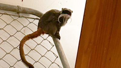 Dallas Zoo Is Offering a $AU35,325 Reward for Information on Who Stole Its Monkeys