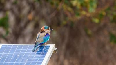 Solar Farms Can Actually Double as Havens for Wildlife