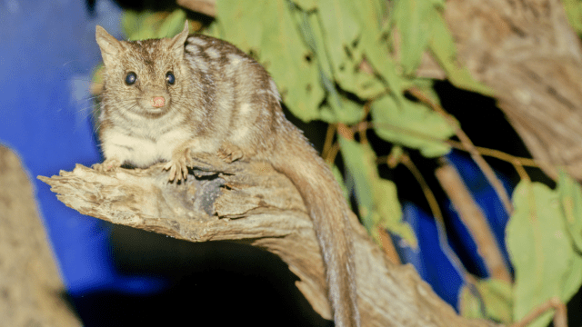Mating Season is a Death Sentence for These Horny Quolls
