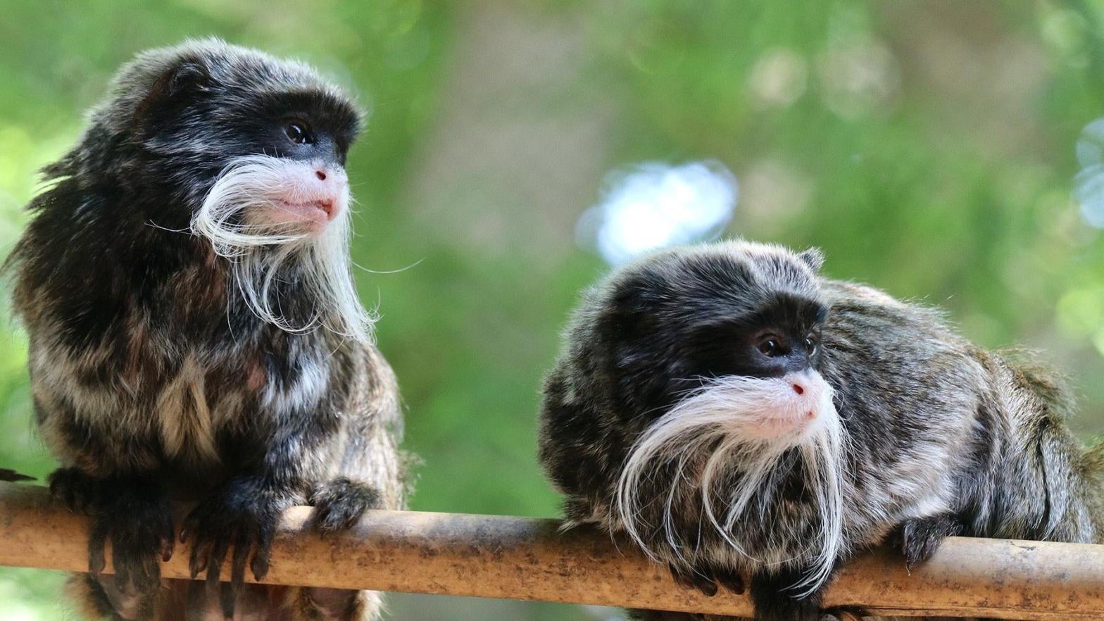 The Dallas Zoo's two emperor tamarin monkeys, Bella and Finn, were found in a closet in Lancaster after being stolen from the facility. (Photo: Courtesy of the Dallas Zoo)