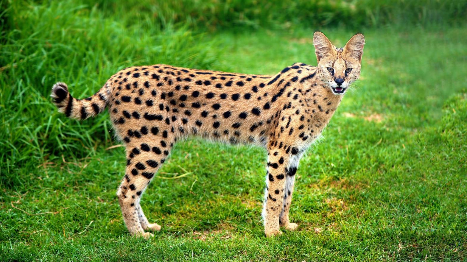 A serval (Leptailurus serval). (Photo: Shutterstock, Shutterstock)
