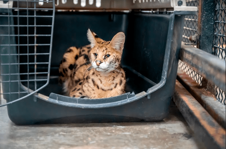 The rescued serval. (Photo: Turpentine Creek Wildlife Refuge)