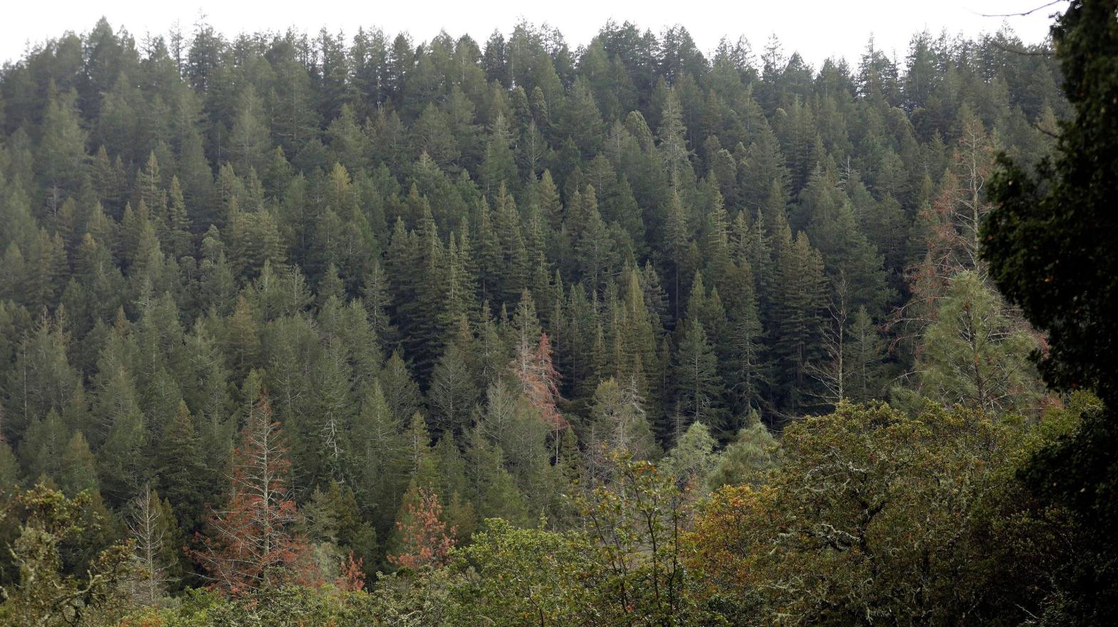 Dead and dying Ponderosa pine trees that have met their demise from bark beetles dot the landscape in Las Posadas State Forest in Angwin, Calif., on Tuesday, Sept. 20, 2022.  (Photo: Scott Strazzante/San Francisco Chronicle, AP)