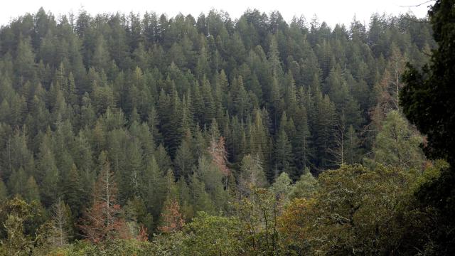 California Lost 36 Million Trees to Drought Last Year
