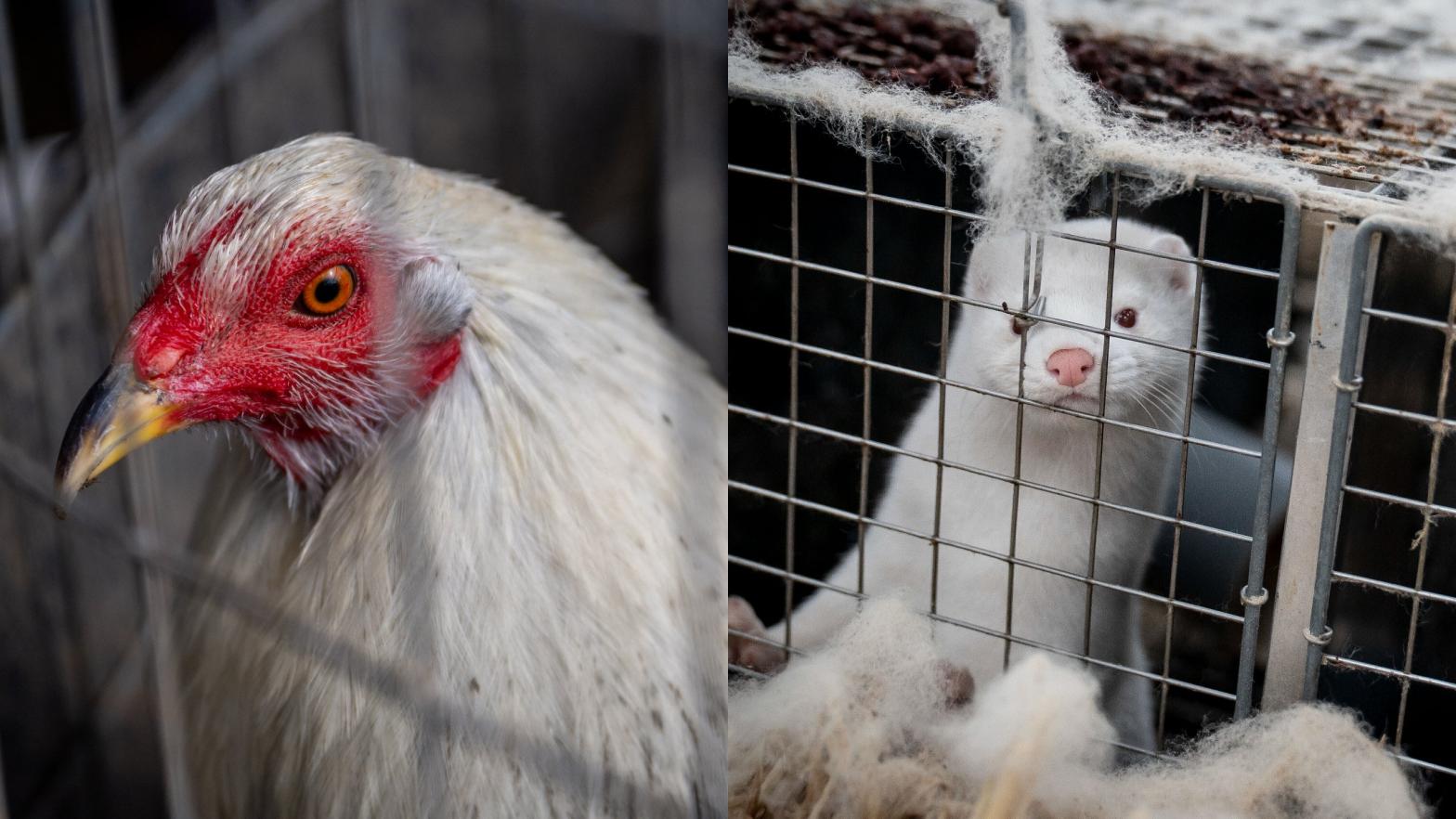 Although the current global outbreak of avian influenza began in poultry, it has since spread to wild birds and, in turn, both farmed and wild mammals — signalling additional species jumps are possible. Usually, mammals infected with bird flu don't spread it amongst themselves, but a recent variant has been documented passing between minks. (Photo: Gizmodo / AP / Getty Images)