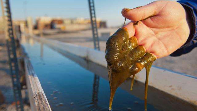 Exxon Gives Up on Much-Hyped Algae Biofuels