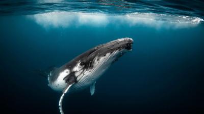 Australian Humpback Whales Are Singing Less and Fighting More, Should We Be Worried?