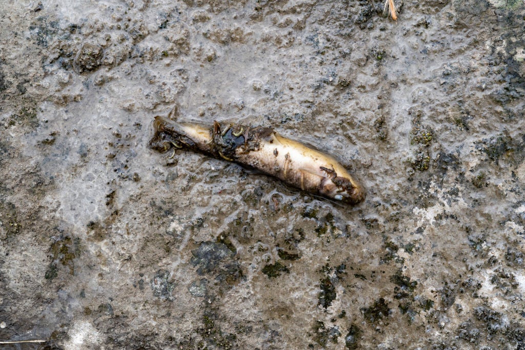 A fish lays dead following a train derailment prompting health concerns on February 20, 2023 in East Palestine, Ohio.  (Photo: Michael Swensen, Getty Images)