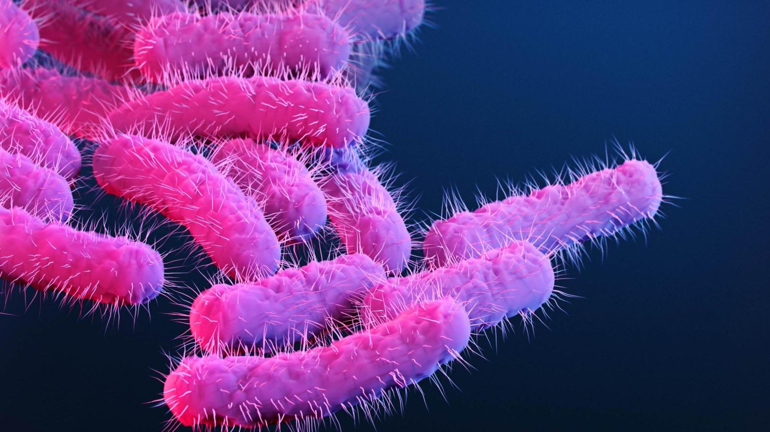 These demented-looking hot dogs are an illustration of Shigella bacteria. (Illustration: Stephanie Rossow/CDC)