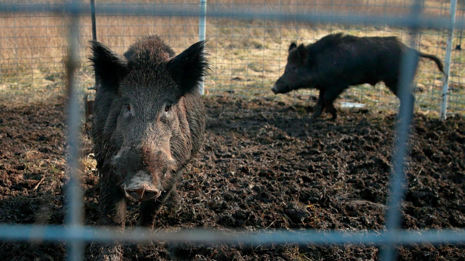 Wild pigs inside an enclosure in Missouri in 2019. (Photo: David Carson/St. Louis Post-Dispatch, AP)