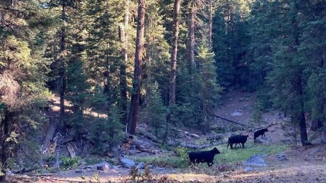 A U.S. Federal Feral Cow Massacre Starts Today