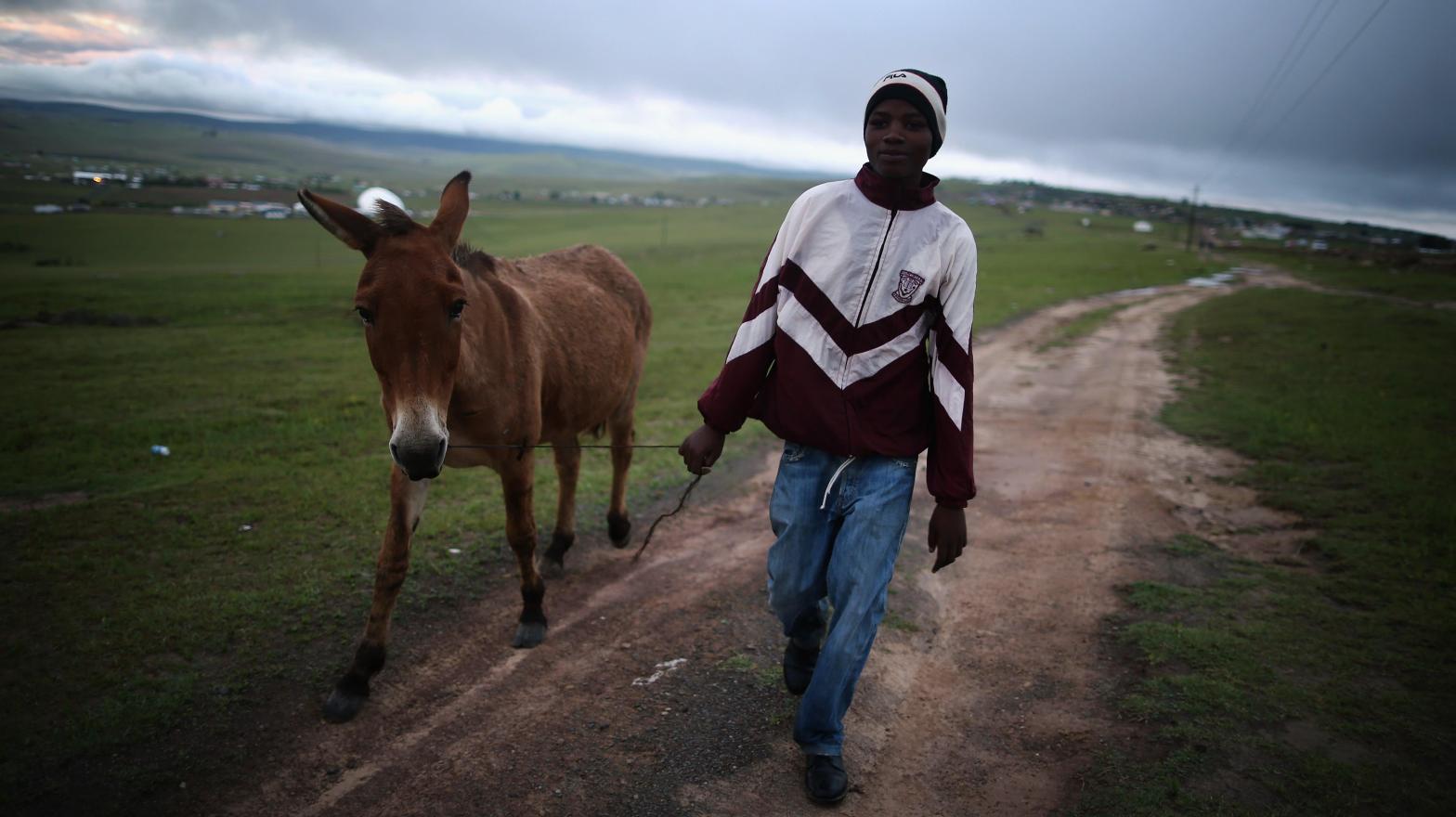 Donkeys are a main source of labour in countries like rural South Africa, but the cruel 'ejiao' trade has decimated donkey populations in many places that depend on them. (Photo: Dan Kitwood, Getty Images)