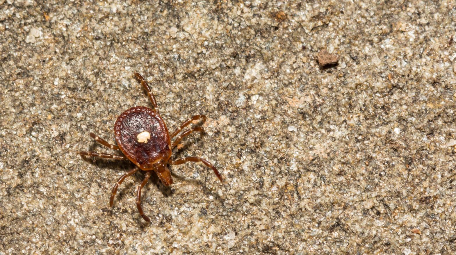 The Lone Star tick (Amblyomma americanum) is known to spread several infectious diseases, including the Heartland virus. (Image: Shutterstock, Shutterstock)