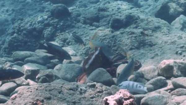 An octopus walloping a passing fish. (Gif: E. Sampaio et al., 2020/Gizmodo)