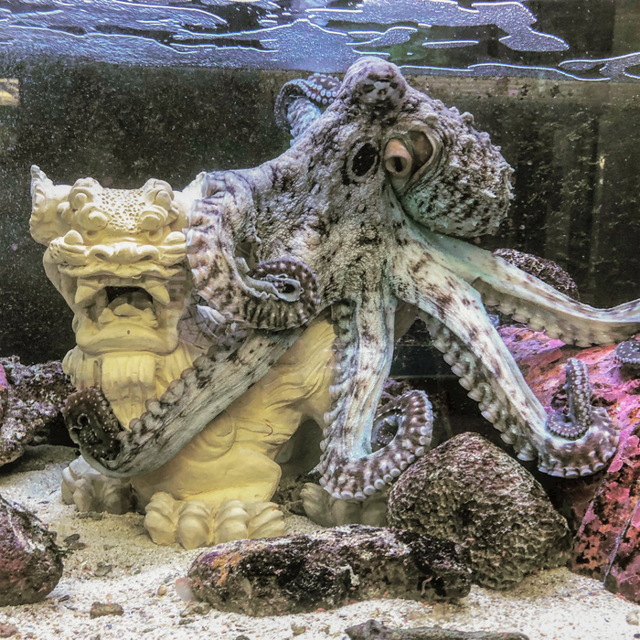 8 Reasons Why Octopuses Are the Smartest, Pettiest Animals