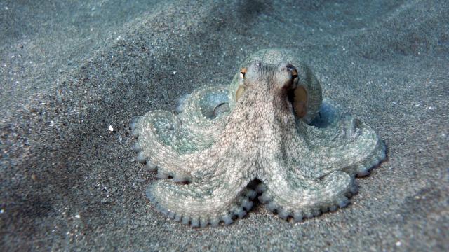 8 Reasons Why Octopuses Are the Smartest, Pettiest Animals