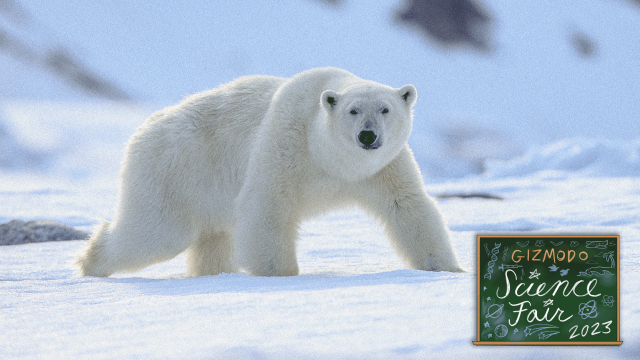 A Better Way to Track Polar Bears: Stick a Burr in Their Fur