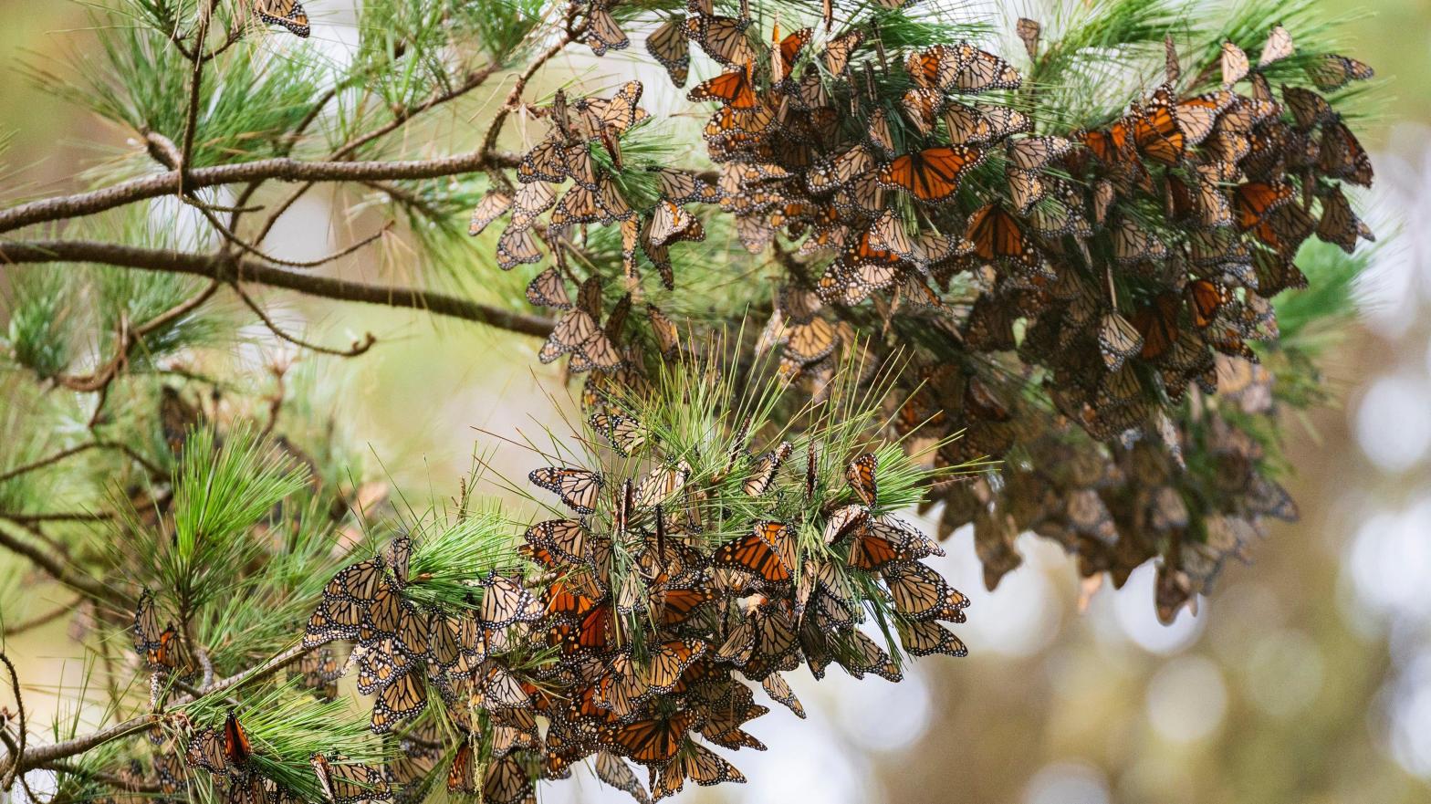 Western monarchs spend their winters clustered in trees along the California coast. Storms brought high winds and heavy precipitation to the region in December, damaging trees and killing butterflies.  (Photo: Nic Coury, AP)