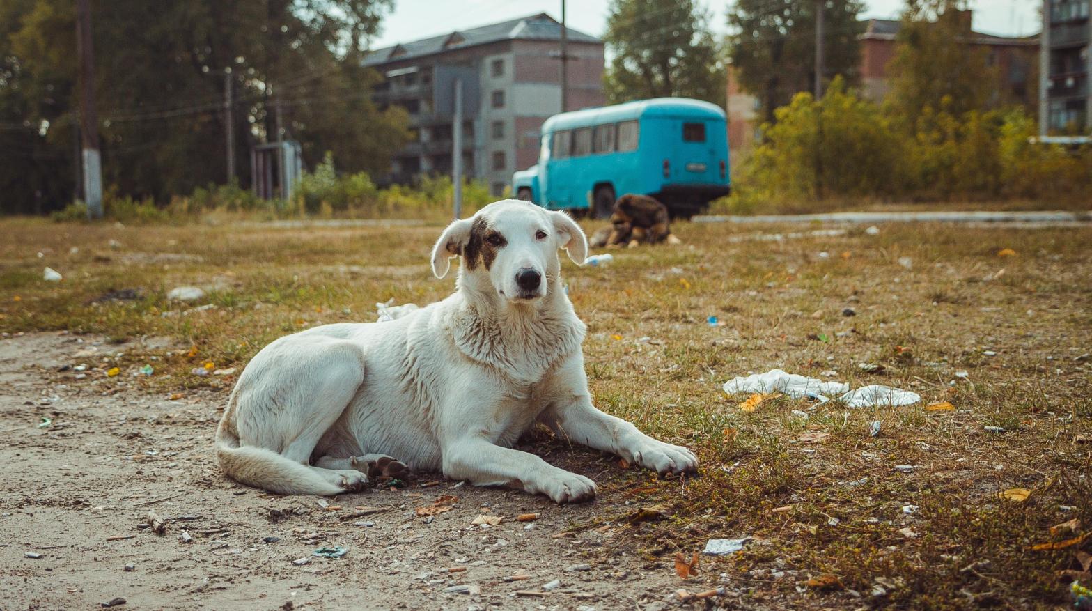 A wild dog purportedly photographed in the abandoned city of Pripyat. (Photo: Sergiy Romanyuk, Shutterstock)