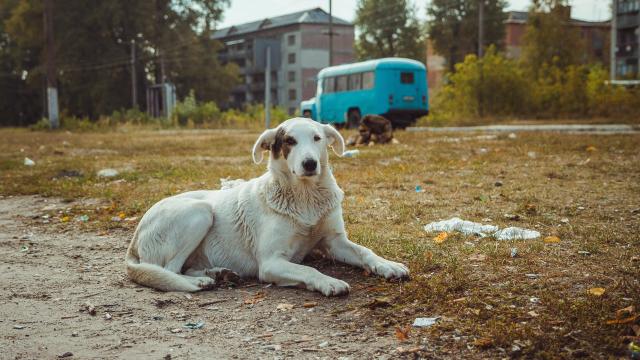 The Chernobyl Nuclear Disaster Changed the DNA of Local Dogs