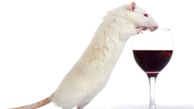 Drunk Mice Get Sober Fast After a Simple Shot