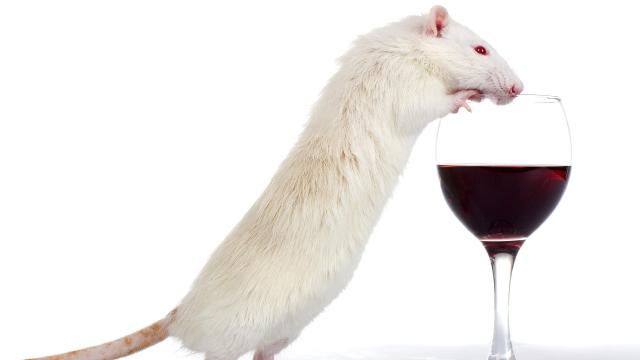 Drunk Mice Get Sober Fast After a Simple Shot