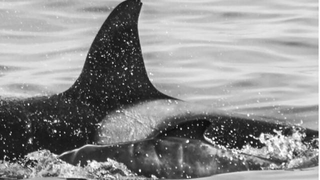 Did This Orca Kidnap a Baby Pilot Whale?