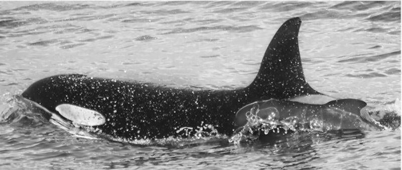 Did This Orca Kidnap a Baby Pilot Whale?