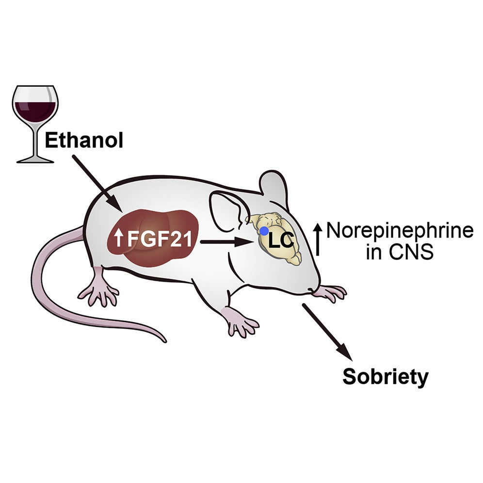 The team's graphical abstract. (Illustration: Kliewer, et al/Cell Metabolism)