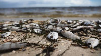 Tons of Dead Fish Wash Up in Florida Amid ‘Red Tide’