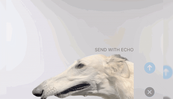 Whose dog is this? (Gif: Gizmodo)