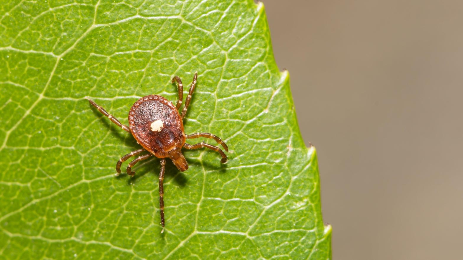A female lone star tick (Amblyomma americanum).  (Image: Jay Ondreicka, Shutterstock)