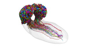 The new larval brain map, or connectome, covers both lobes of the brain and also the nerve cord.  (Gif: Johns Hopkins University/University of Cambridge)