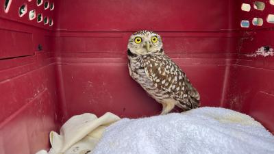 Owl Kicked off Cruise After 2 Weeks as Stowaway