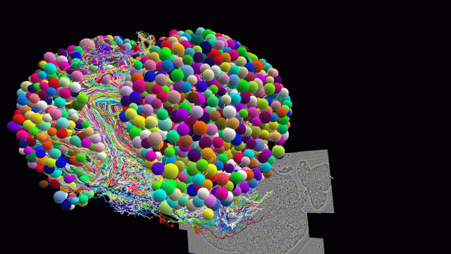 First Complete Map of a Fly Brain Has Uncanny Similarities to AI Neural Networks