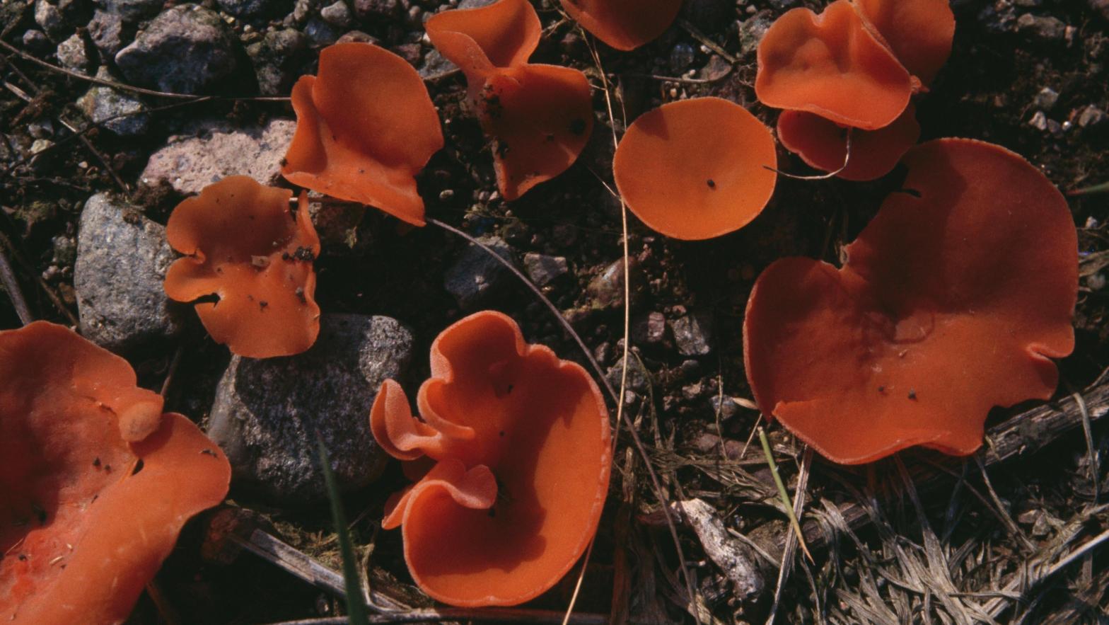 Specimens of orange peel fungus (Peziza or Aleuria aurantia), Pyronemataceae. (Photo: De Agostini Editorial, Getty Images)
