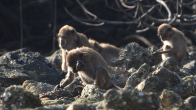 Uh-Oh: Monkeys Make Stone Flakes That Look a Lot Like Human Tools
