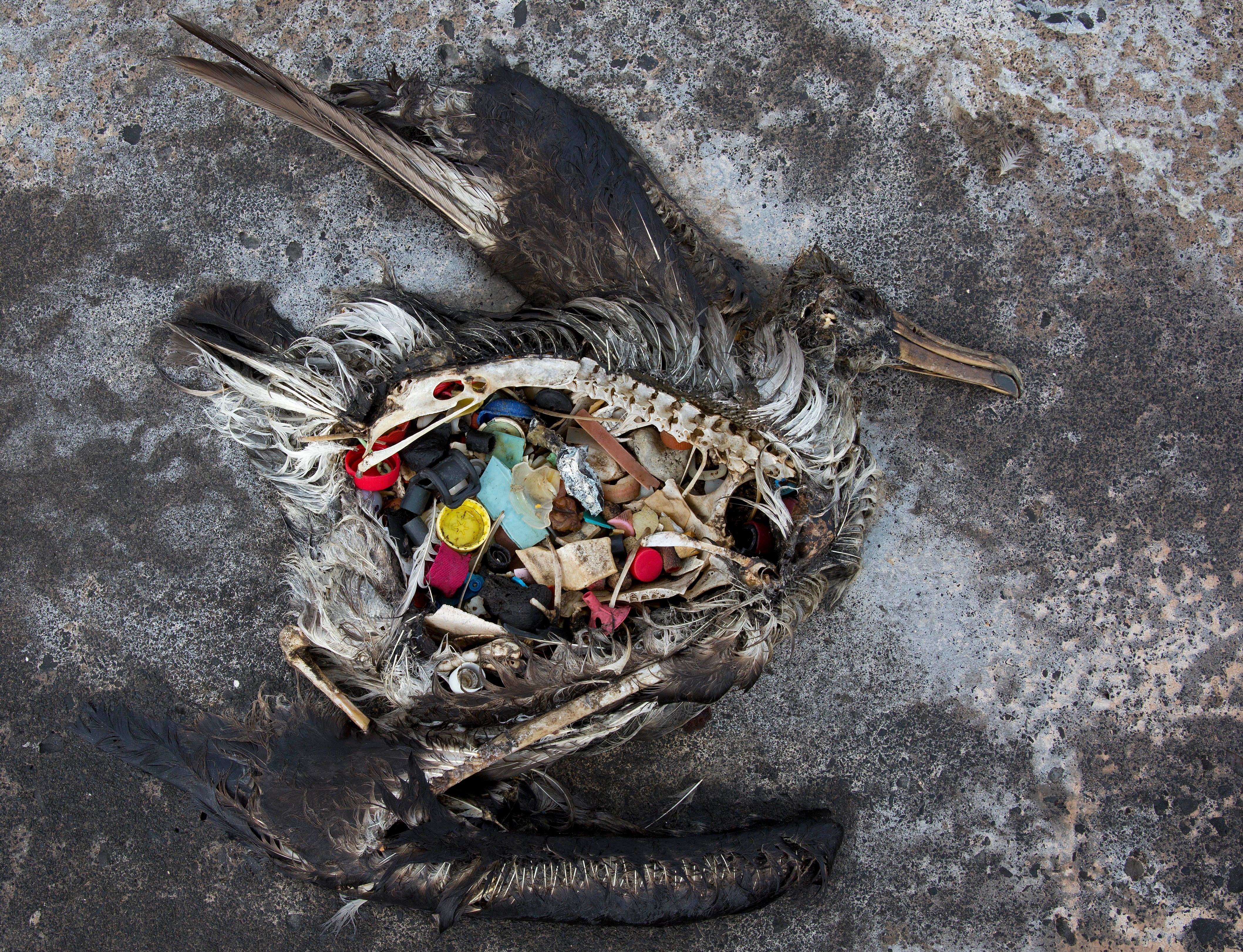 The carcass of a black footed albatross chick with plastic filling its stomach photographed on the Hawaiian Islands in 2014. (Photo: Dan Clark/USFWS, AP)
